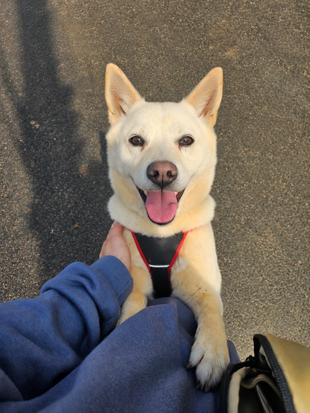 MINA, a ADOPTABLE mixed breed in Centreville, VA image 4/6