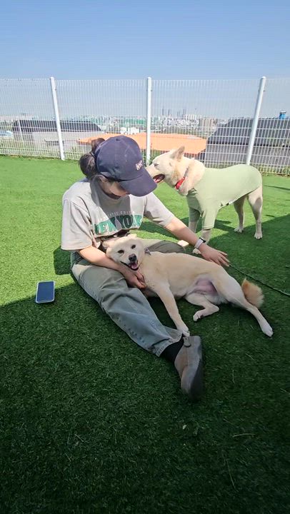 Enlarge MINA, a ADOPTABLE mixed breed in Centreville, VA video 6/6