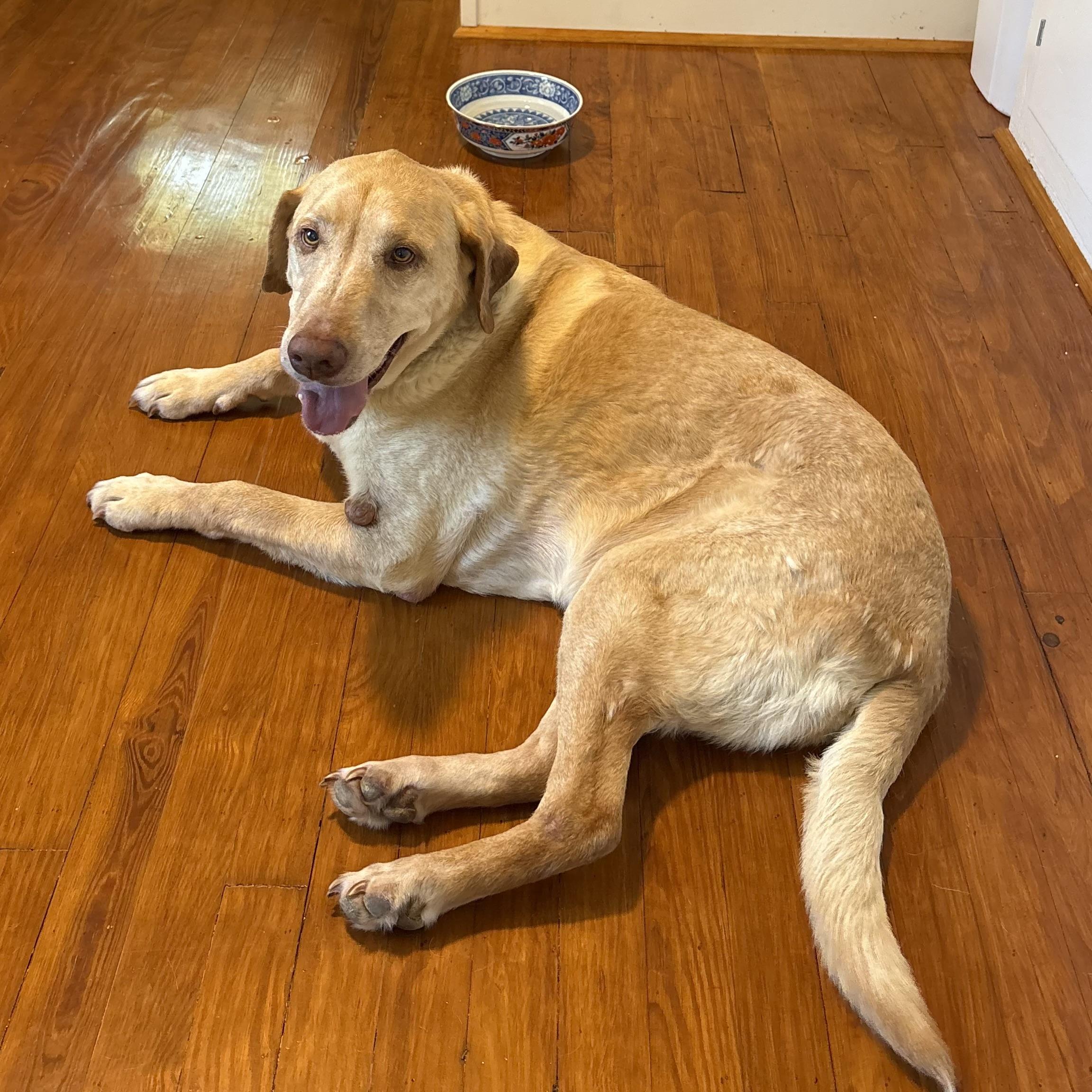 Enlarge Frito Lays, a Adoptable Yellow Labrador Retriever in White Stone, VA image 6/6