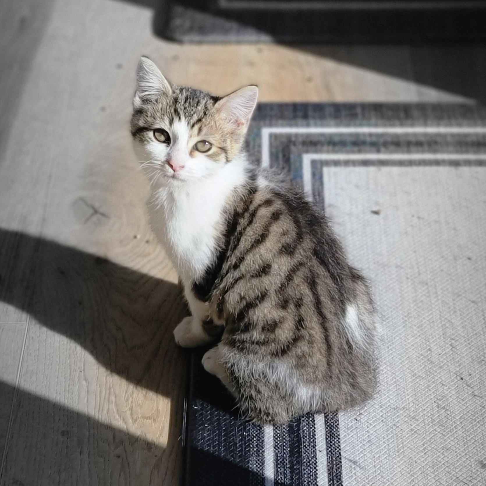 Suzi Q, a Adoptable Domestic Short Hair in Wyandotte, MI image 2/6