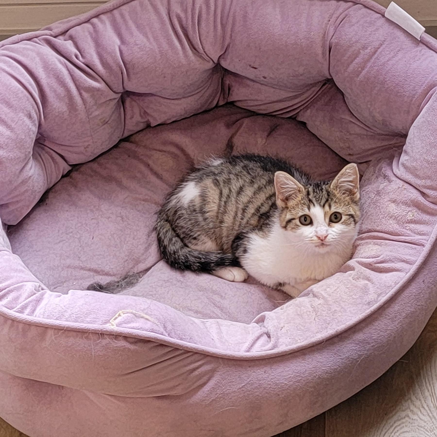 Suzi Q, a Adoptable Domestic Short Hair in Wyandotte, MI image 3/6