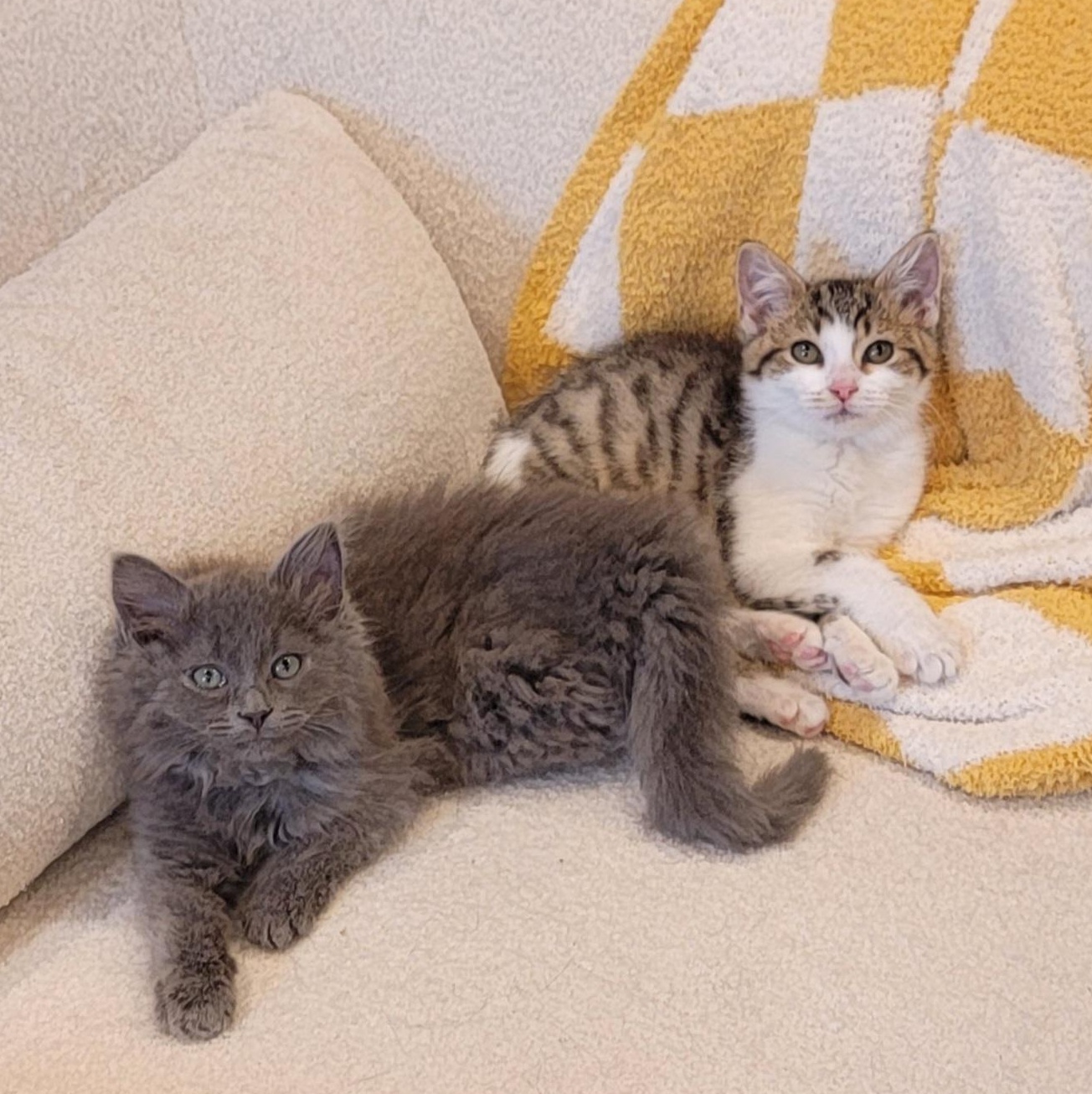 Suzi Q, a Adoptable Domestic Short Hair in Wyandotte, MI image 4/6