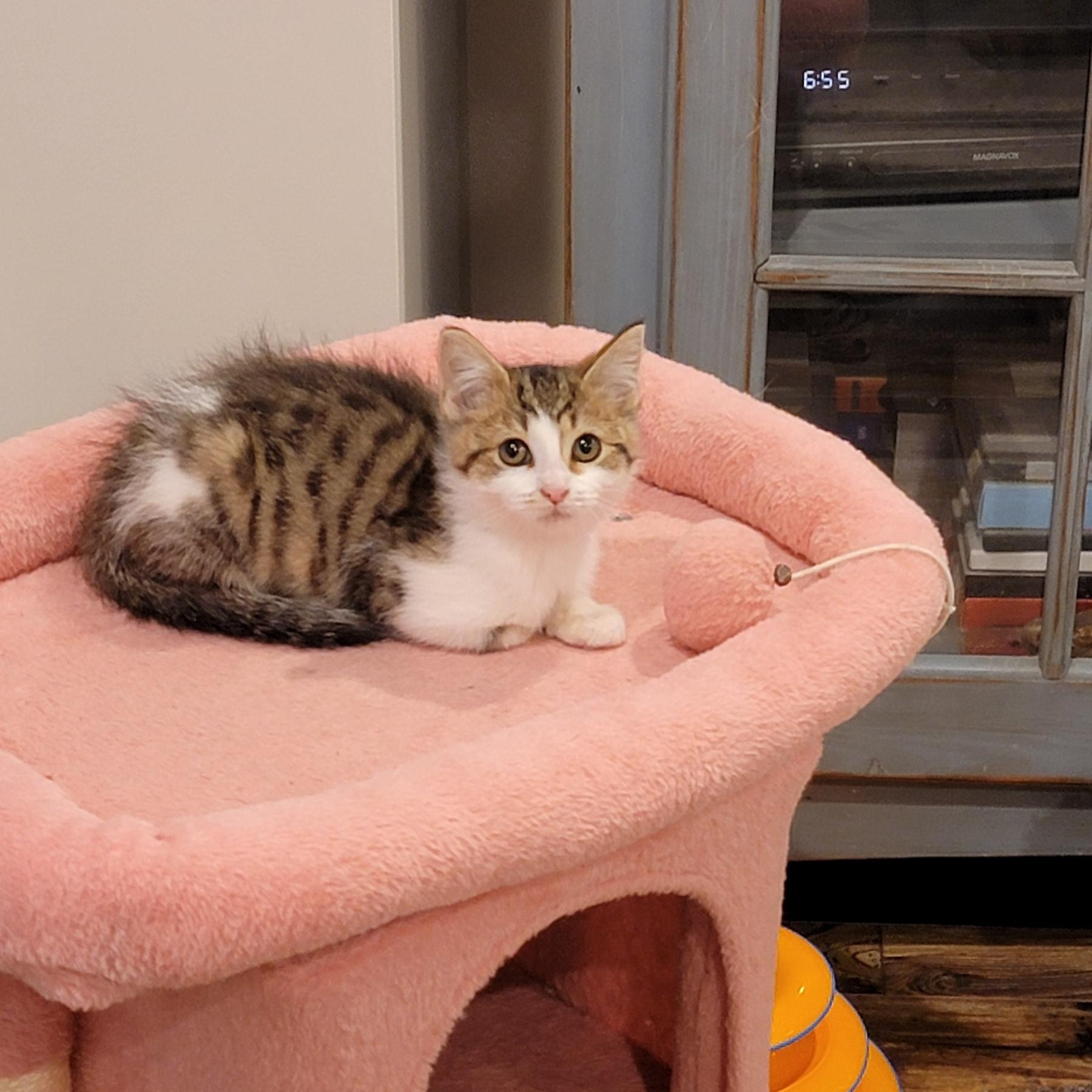 Suzi Q, a Adoptable Domestic Short Hair in Wyandotte, MI image 5/6