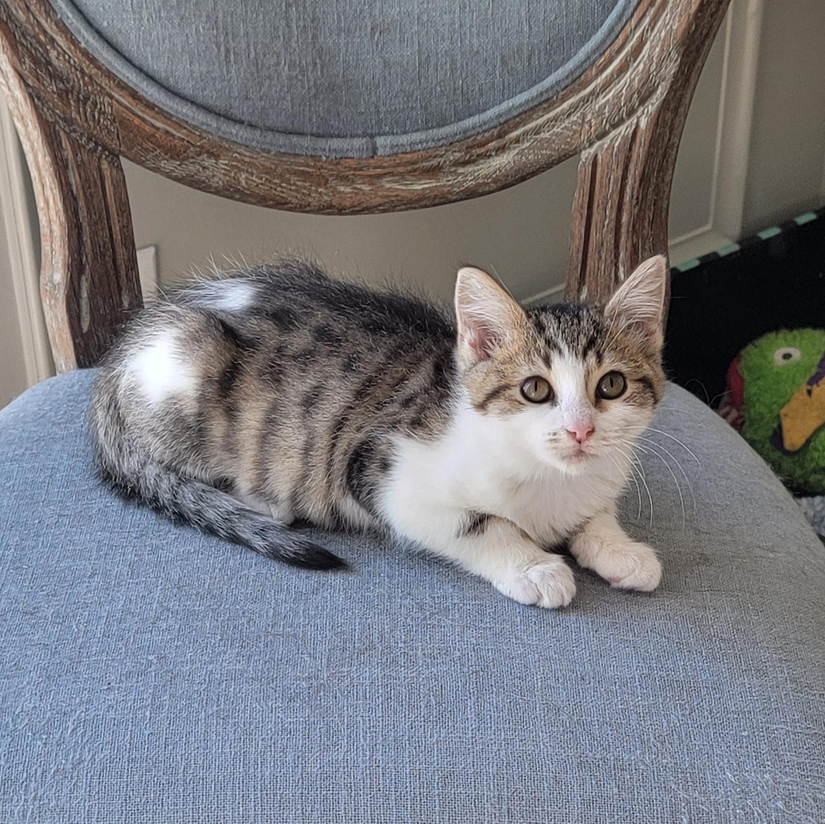 Suzi Q, a Adoptable Domestic Short Hair in Wyandotte, MI image 6/6