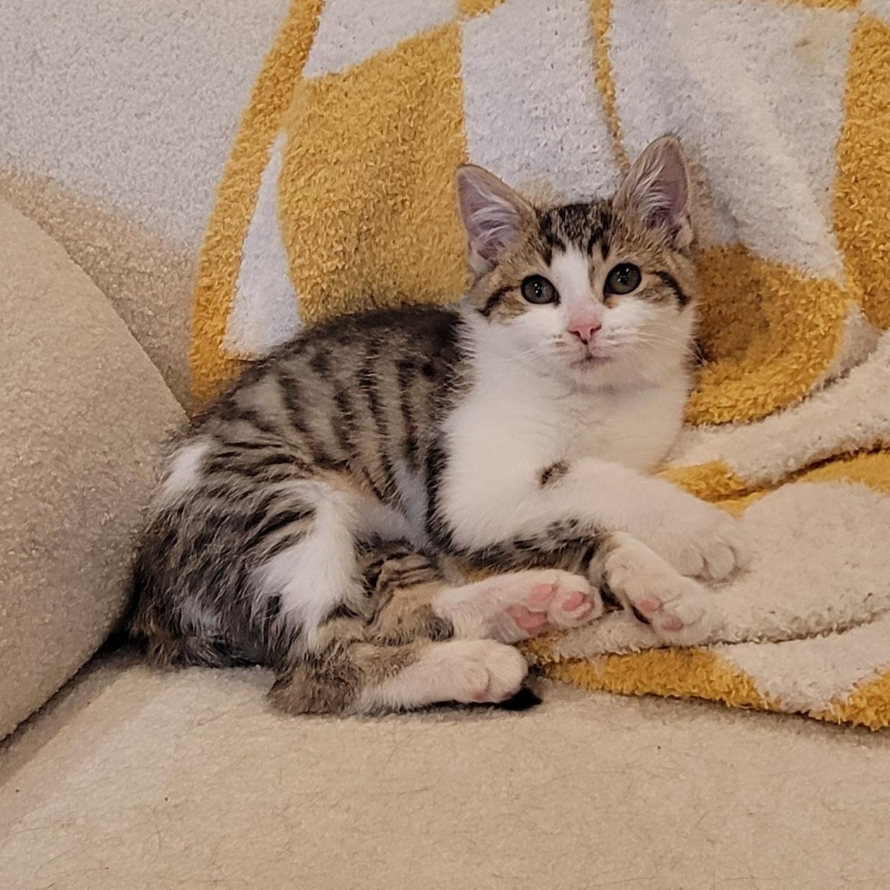 Suzi Q, a Adoptable Domestic Short Hair in Wyandotte, MI image 1/6