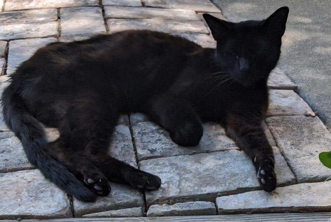 Lola, Adoptable, Adult Female Domestic Medium Hair.