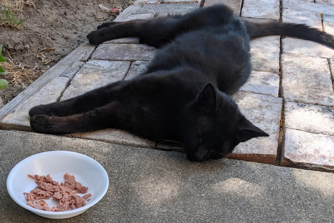 Lola, a Adoptable Domestic Medium Hair in Woodland, CA image 2/2