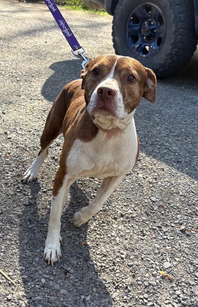 Enlarge Xena, a Adoptable mixed breed in Parsons, WV image 2/3