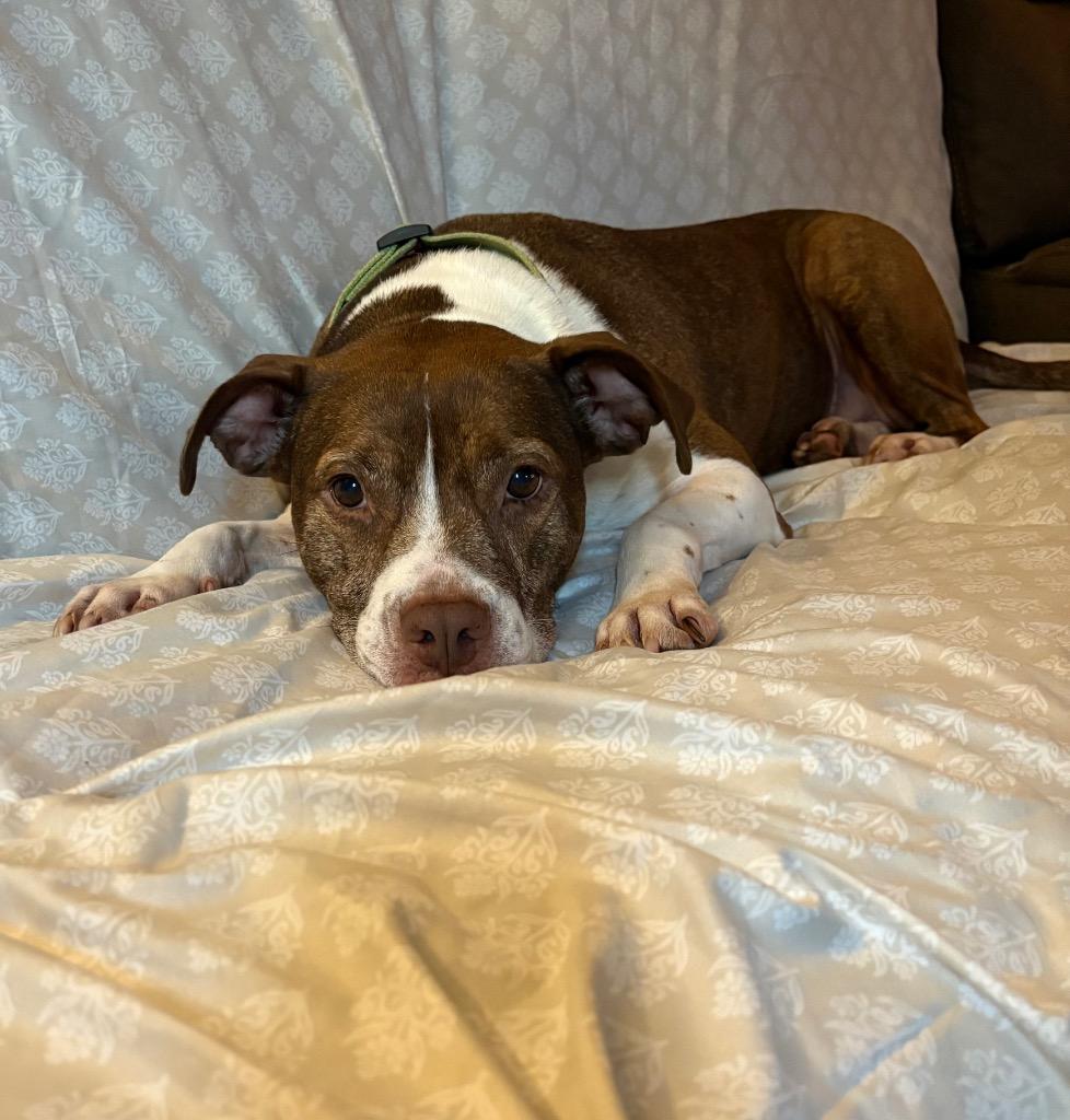 Enlarge Xena, a Adoptable mixed breed in Parsons, WV image 3/3