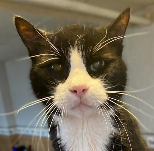 Hank ADOPTED:) 2