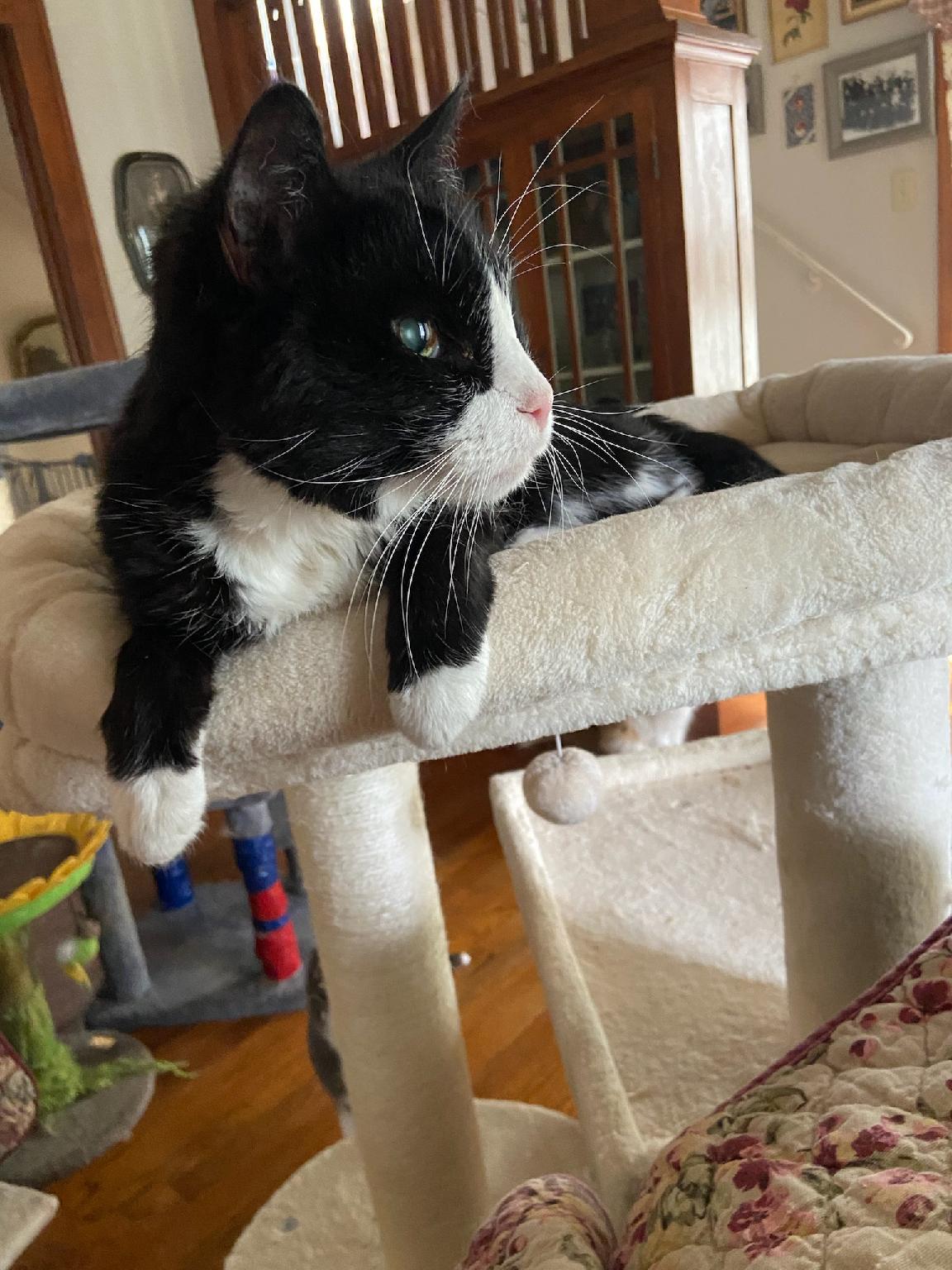 Hank ADOPTED:) 6