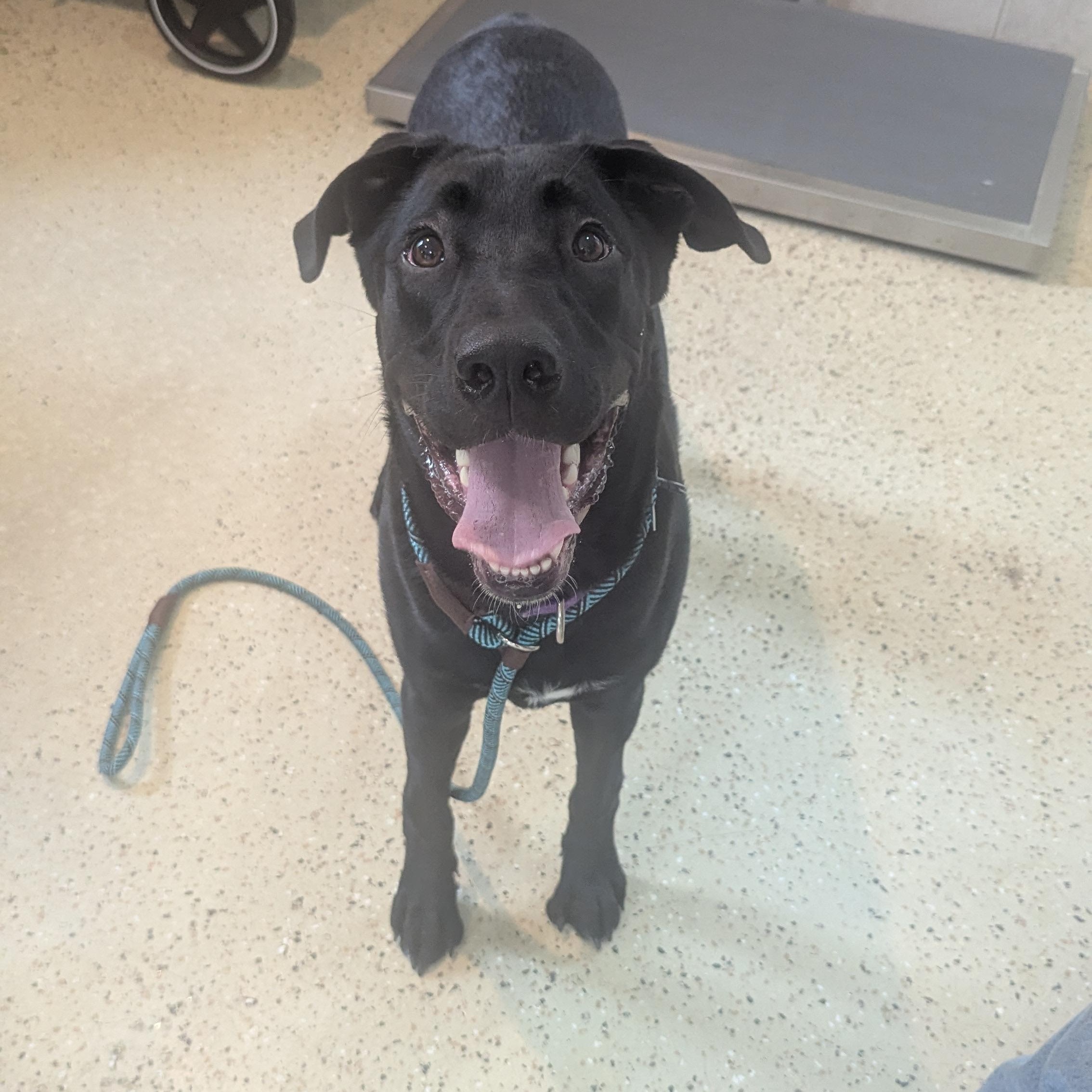 Odin, ADOPTABLE, Puppy Male Labrador Retriever.