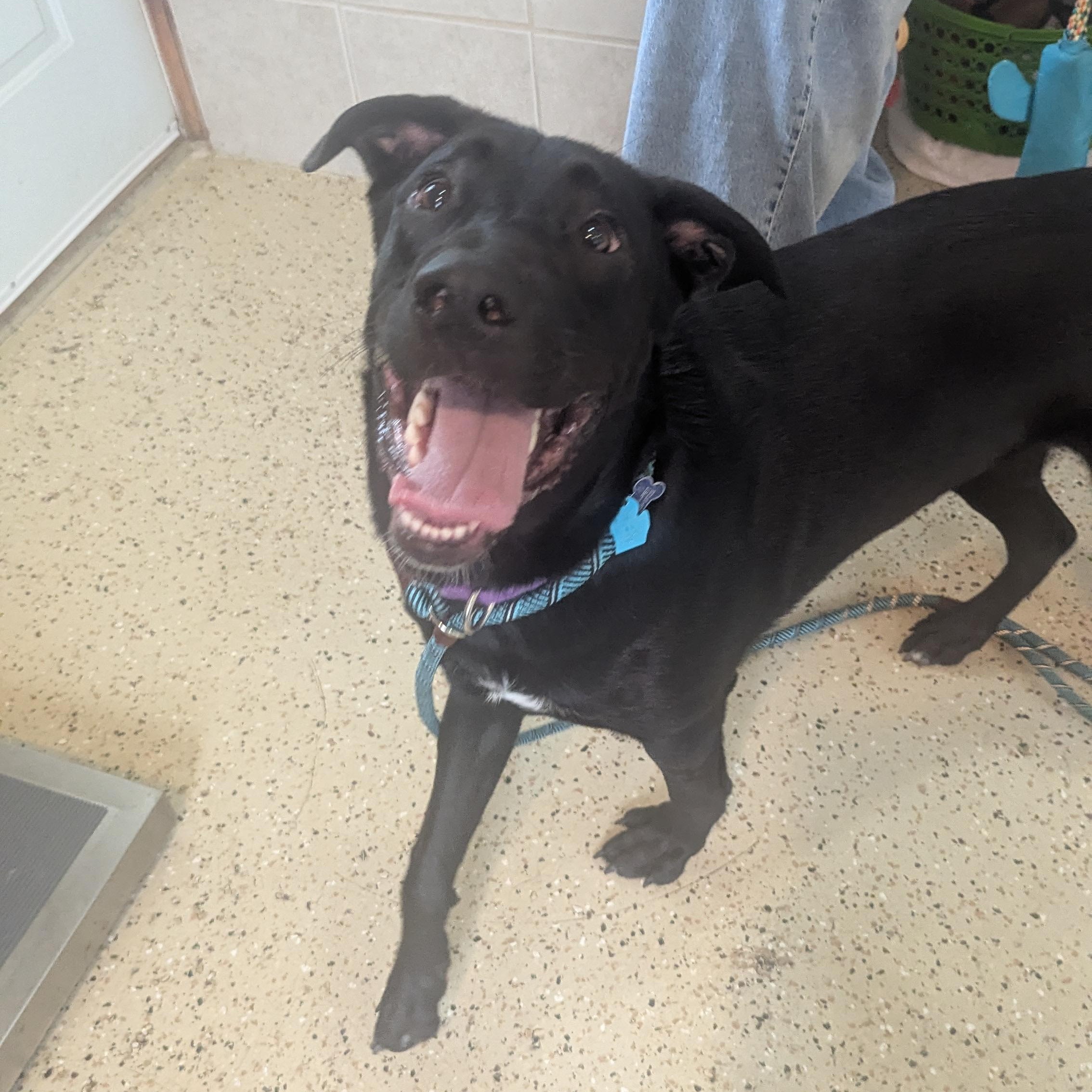 Odin, a ADOPTABLE mixed breed in Fenton, MI image 2/2