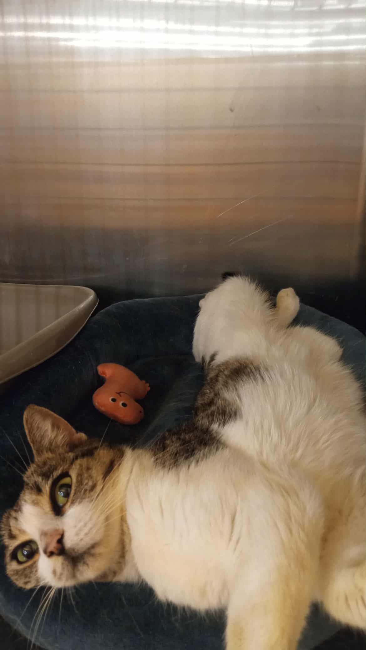 Alice, a Adopted Domestic Short Hair in Washington, NC image 2/3