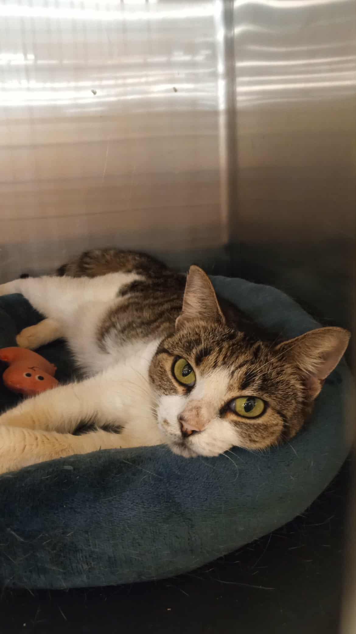 Alice, a Adopted Domestic Short Hair in Washington, NC image 1/3