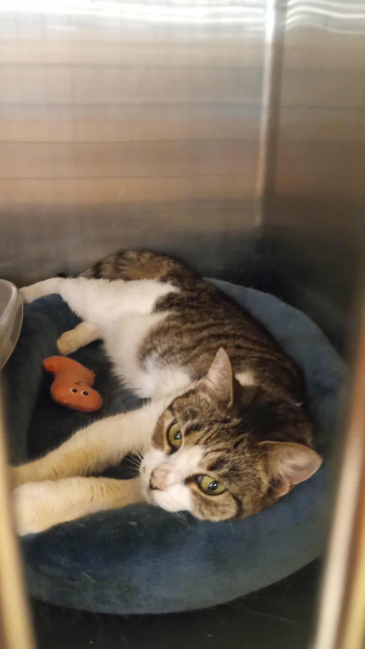 Alice, a Adopted Domestic Short Hair in Washington, NC image 3/3