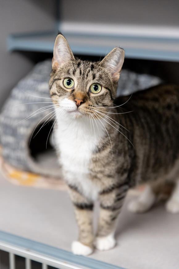 Enlarge Kuna, a Adoptable Domestic Short Hair in Dayton, OH image 2/6