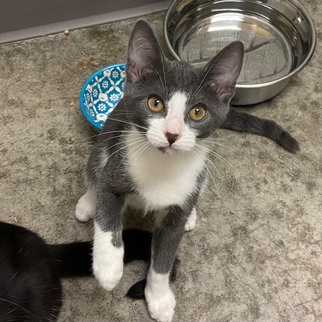 Pikachu, Adoptable, Young Male Domestic Short Hair.