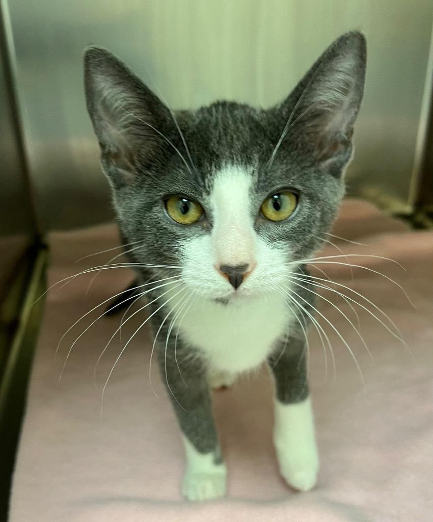 Enlarge Pikachu, a Adoptable mixed breed in Clinton, SC image 2/5