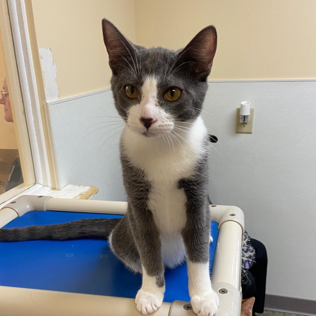 Enlarge Pikachu, a Adoptable mixed breed in Clinton, SC image 3/5