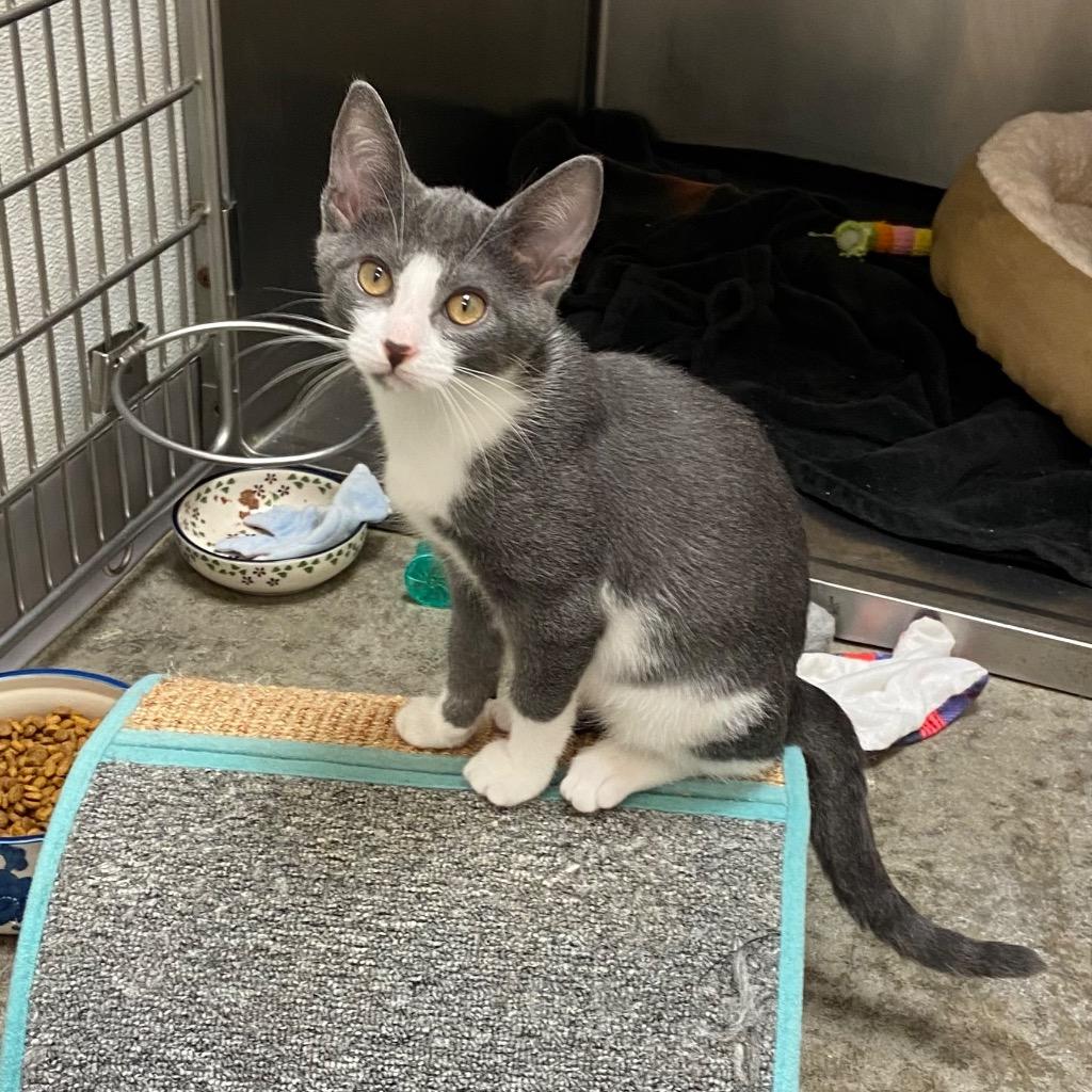 Enlarge Pikachu, a Adoptable mixed breed in Clinton, SC image 4/5