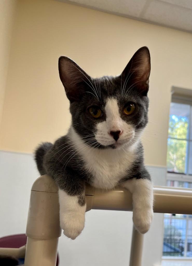 Enlarge Pikachu, a Adoptable mixed breed in Clinton, SC image 5/5