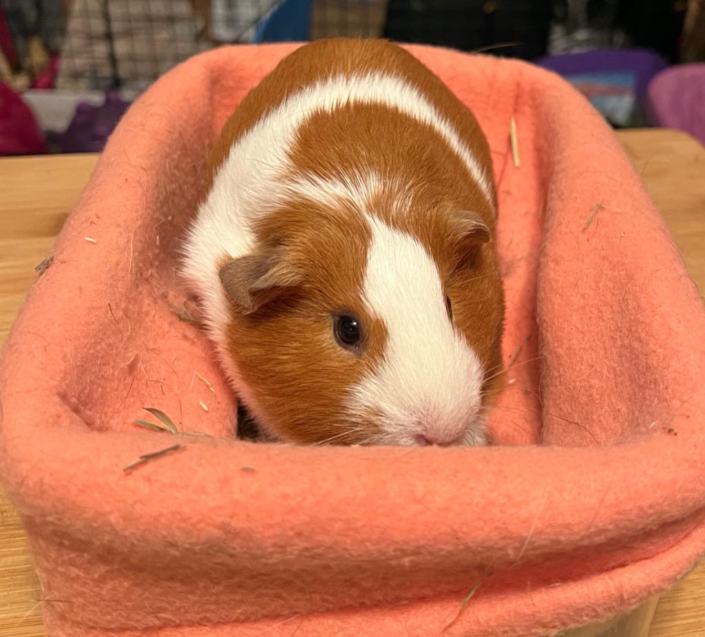 Enlarge Phoebe & Artemis, a Adoptable Guinea Pig in Scotts Valley, CA image 1/6
