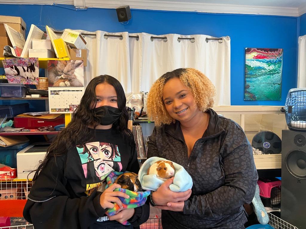 Enlarge Phoebe & Artemis, a Adoptable Guinea Pig in Scotts Valley, CA image 2/6