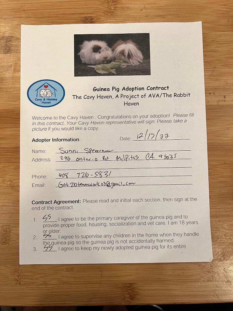 Enlarge Phoebe & Artemis, a Adoptable Guinea Pig in Scotts Valley, CA image 4/6