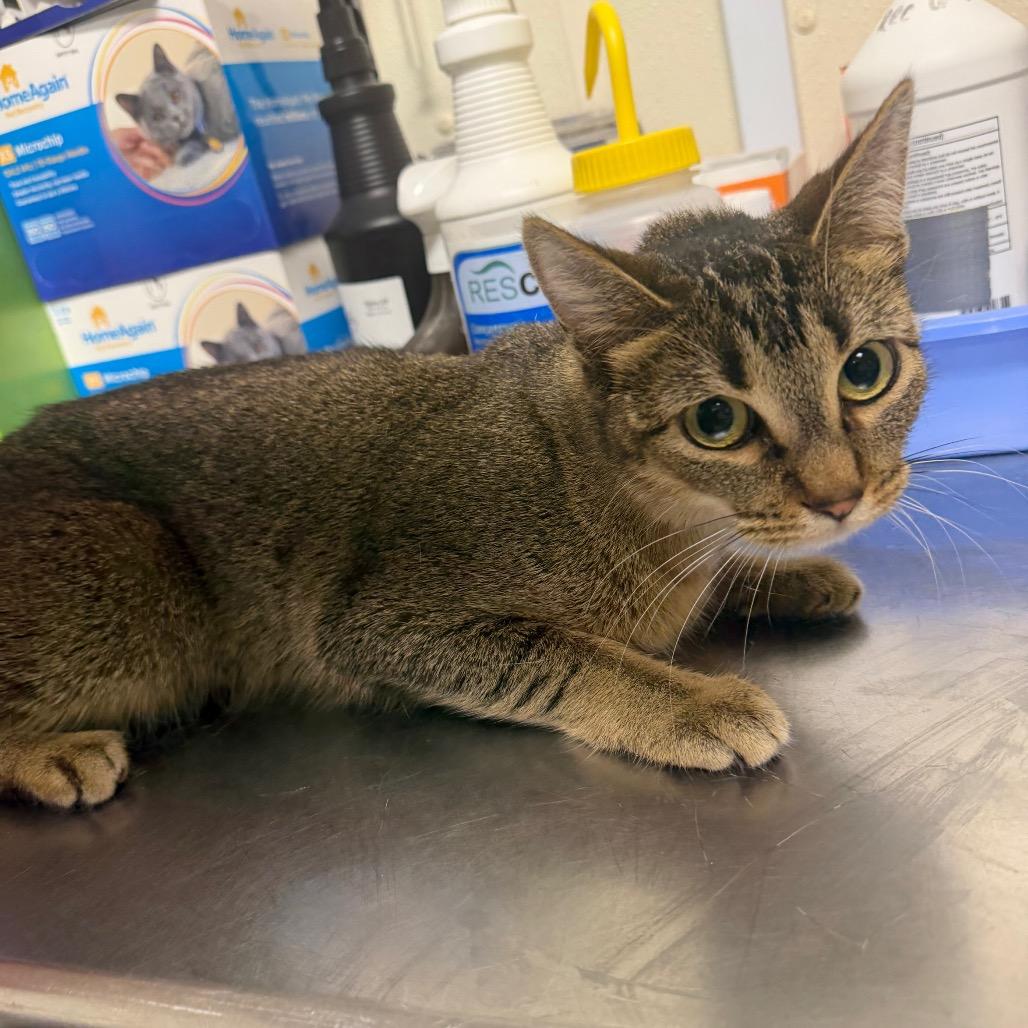 Track Star, Adoptable, Adult Female Domestic Short Hair.