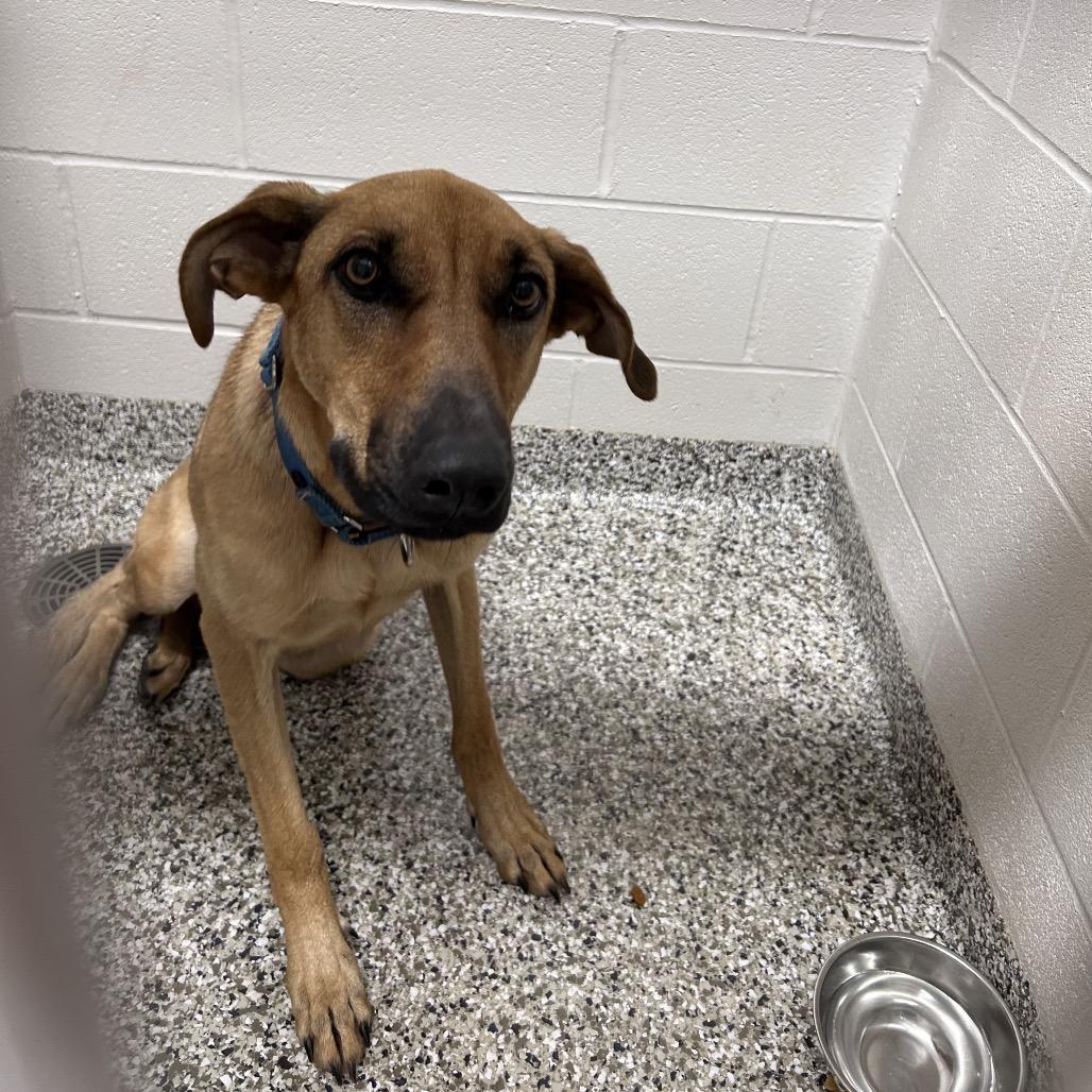 Enlarge River, a Adoptable mixed breed in Morganton, NC image 1/1