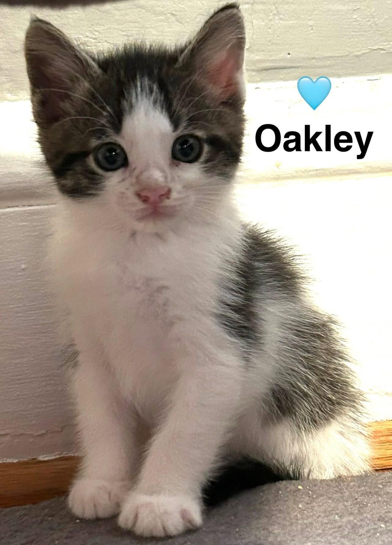 kittenページ Cats & Kittens for Adoption in Oak Hill, WV | Petfinder