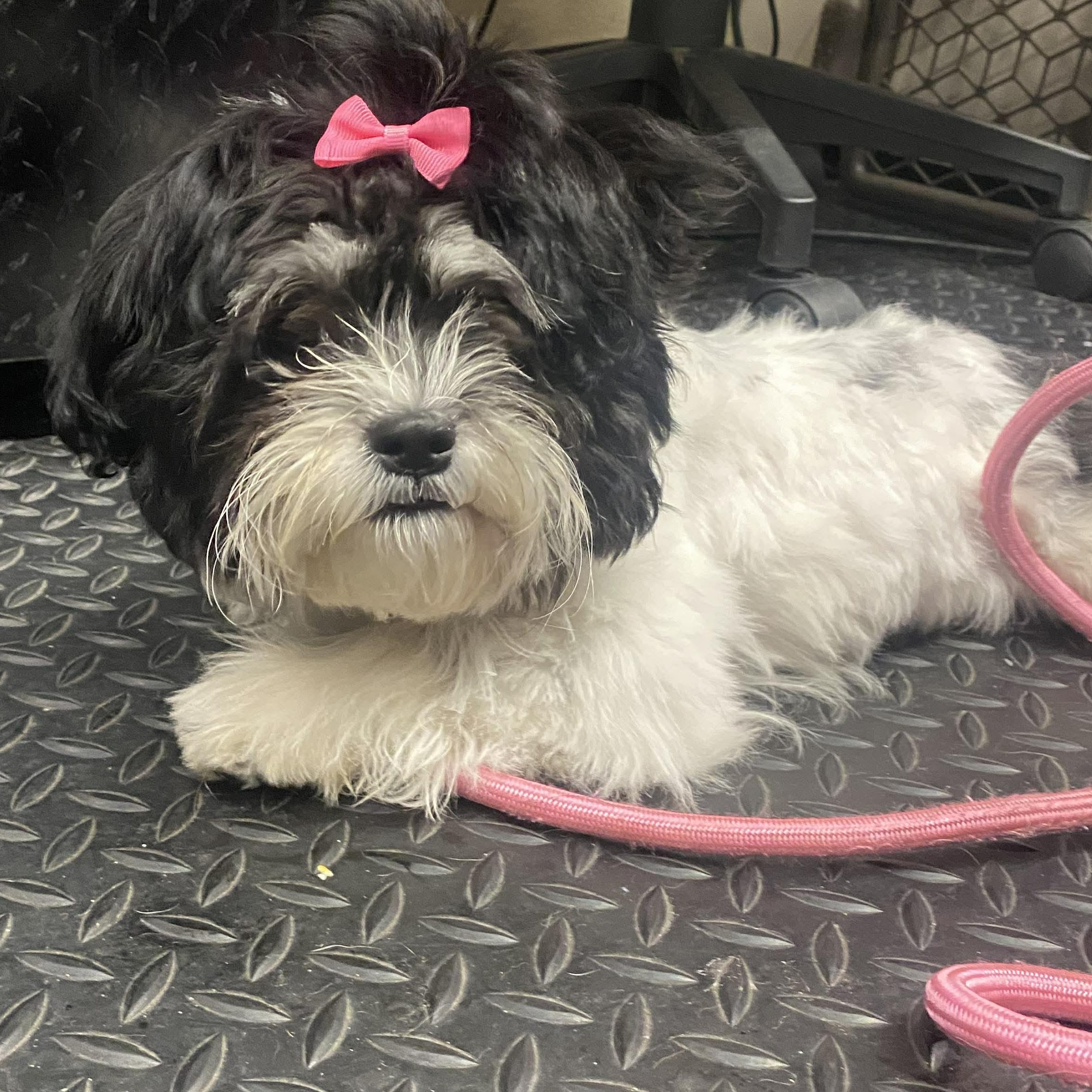 Ivy , a ADOPTABLE Shih Tzu in Plainfield, IL image 2/5