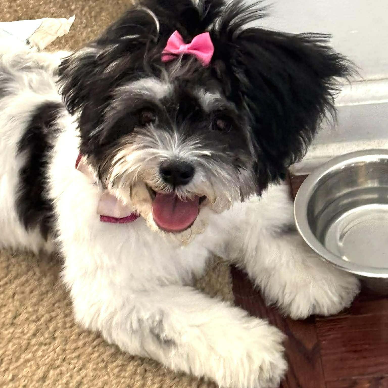 Ivy , ADOPTABLE, Puppy Female Shih Tzu.
