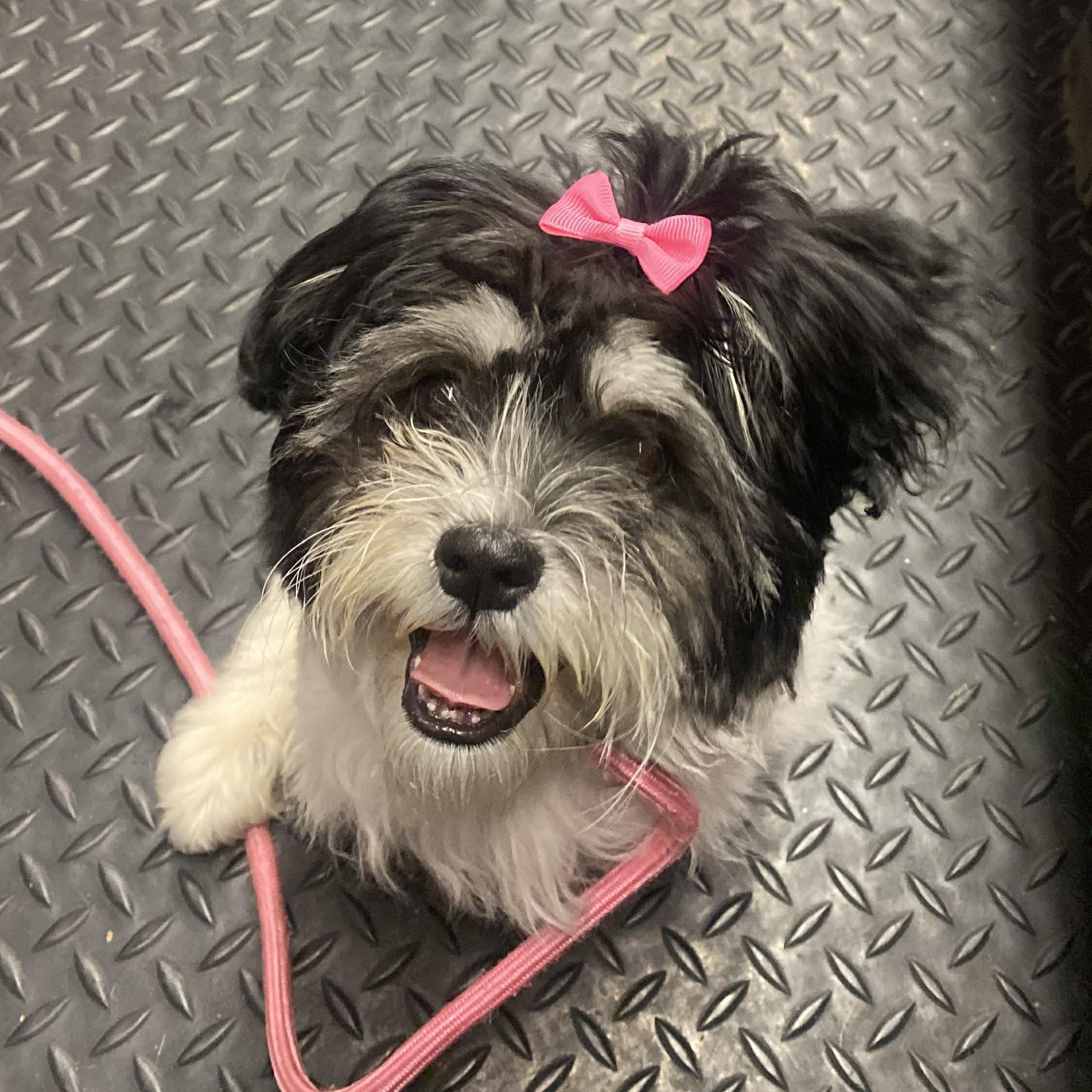 Ivy , a ADOPTABLE Shih Tzu in Plainfield, IL image 4/5