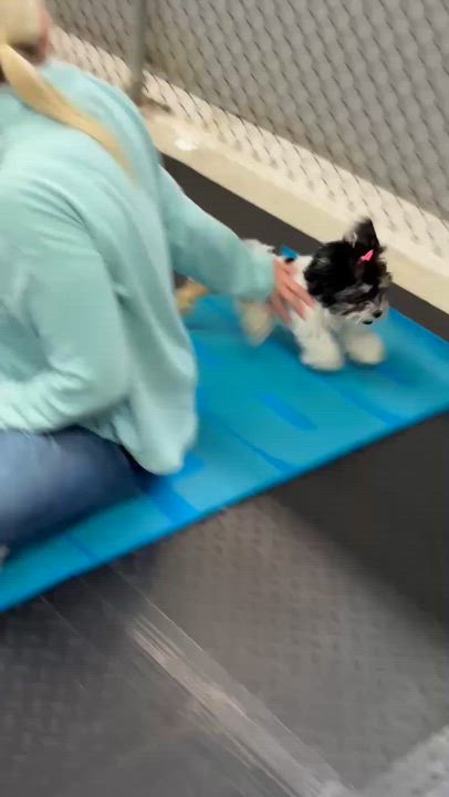Enlarge Ivy , a ADOPTABLE Shih Tzu in Plainfield, IL video 5/5