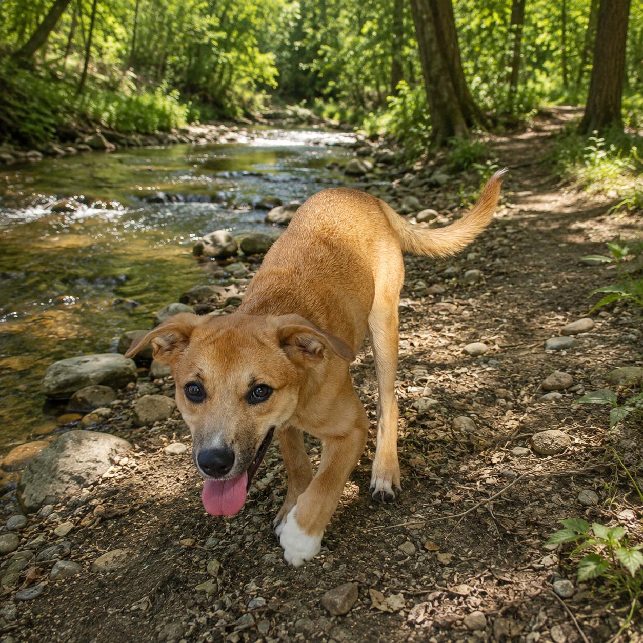 Enlarge Tiger Lily, a Adopted Shepherd in Winchester, VA image 3/6