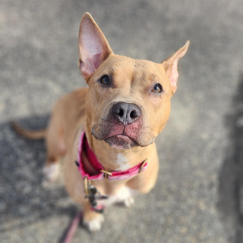 Hazel, Adoptable, Young Female Mixed Breed.