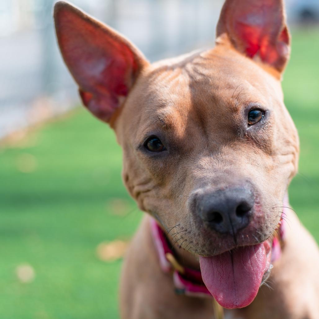 Enlarge Hazel, a Adoptable Mixed Breed in Warwick, RI image 2/6