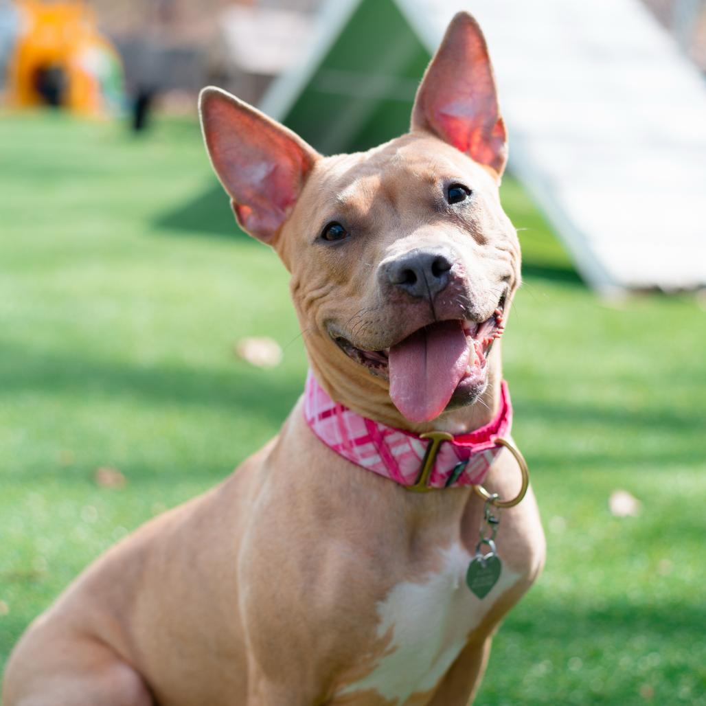 Enlarge Hazel, a Adoptable Mixed Breed in Warwick, RI image 4/6