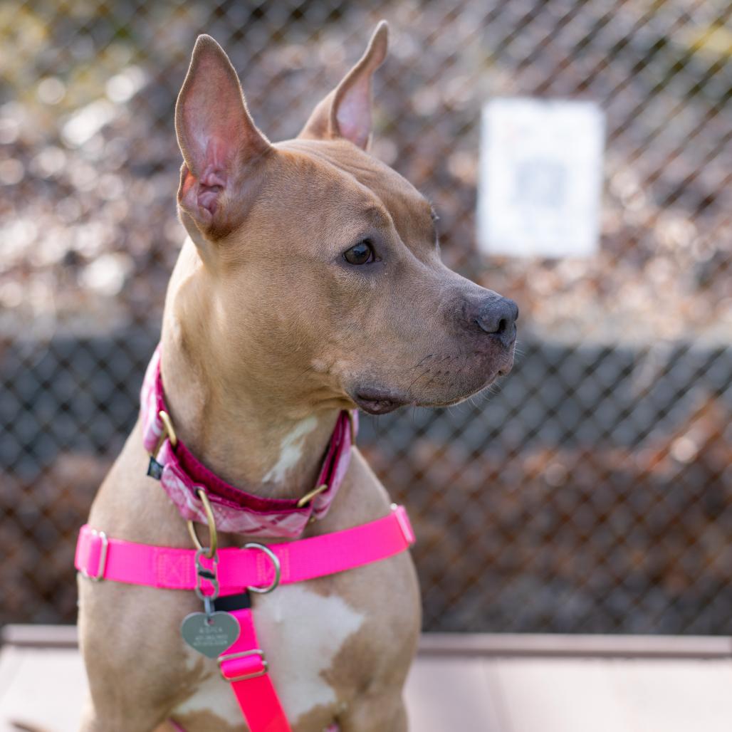 Enlarge Hazel, a Adoptable Mixed Breed in Warwick, RI image 6/6