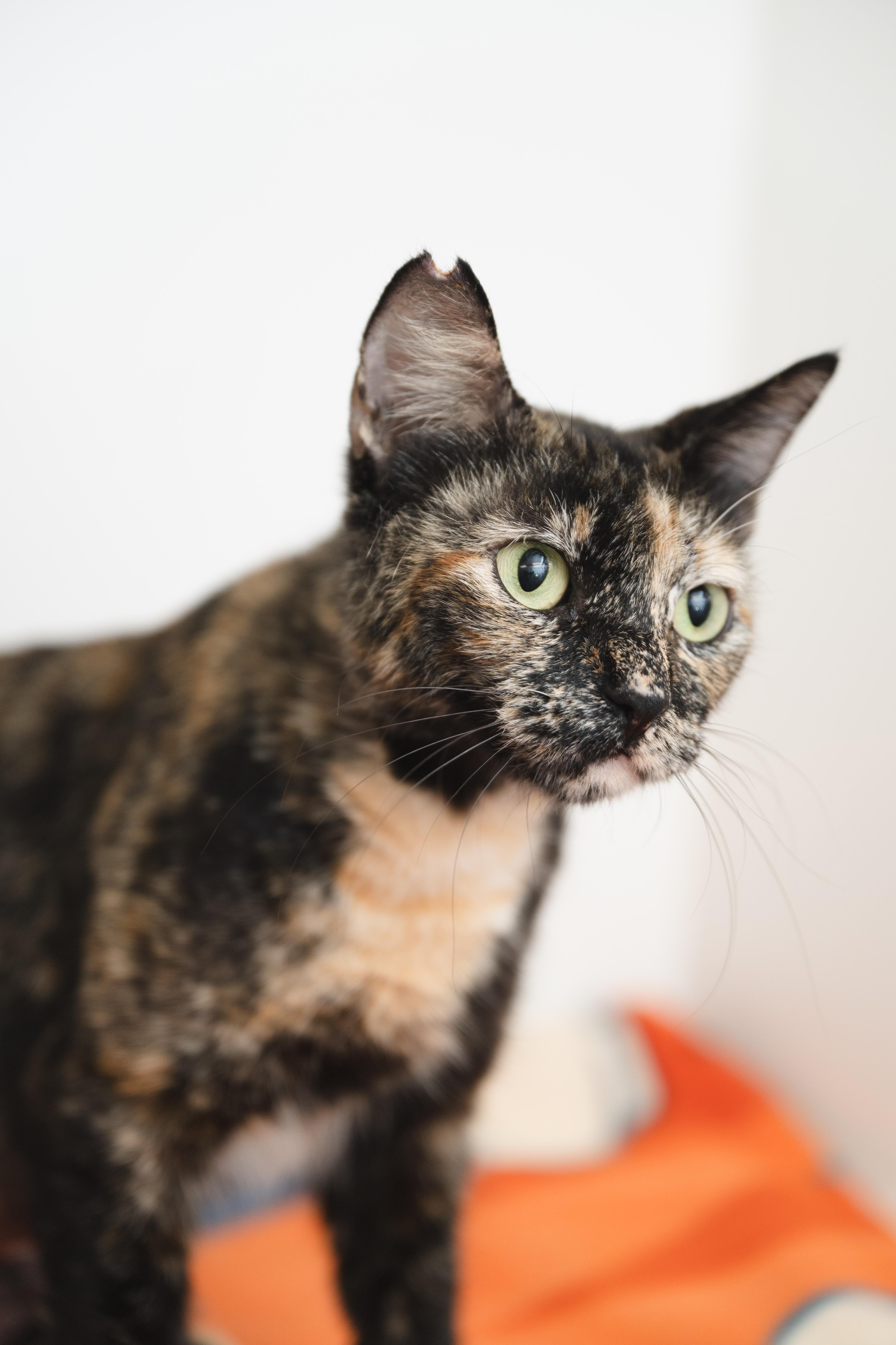 Autumn, a Adoptable Domestic Short Hair in Honolulu, HI image 1/6