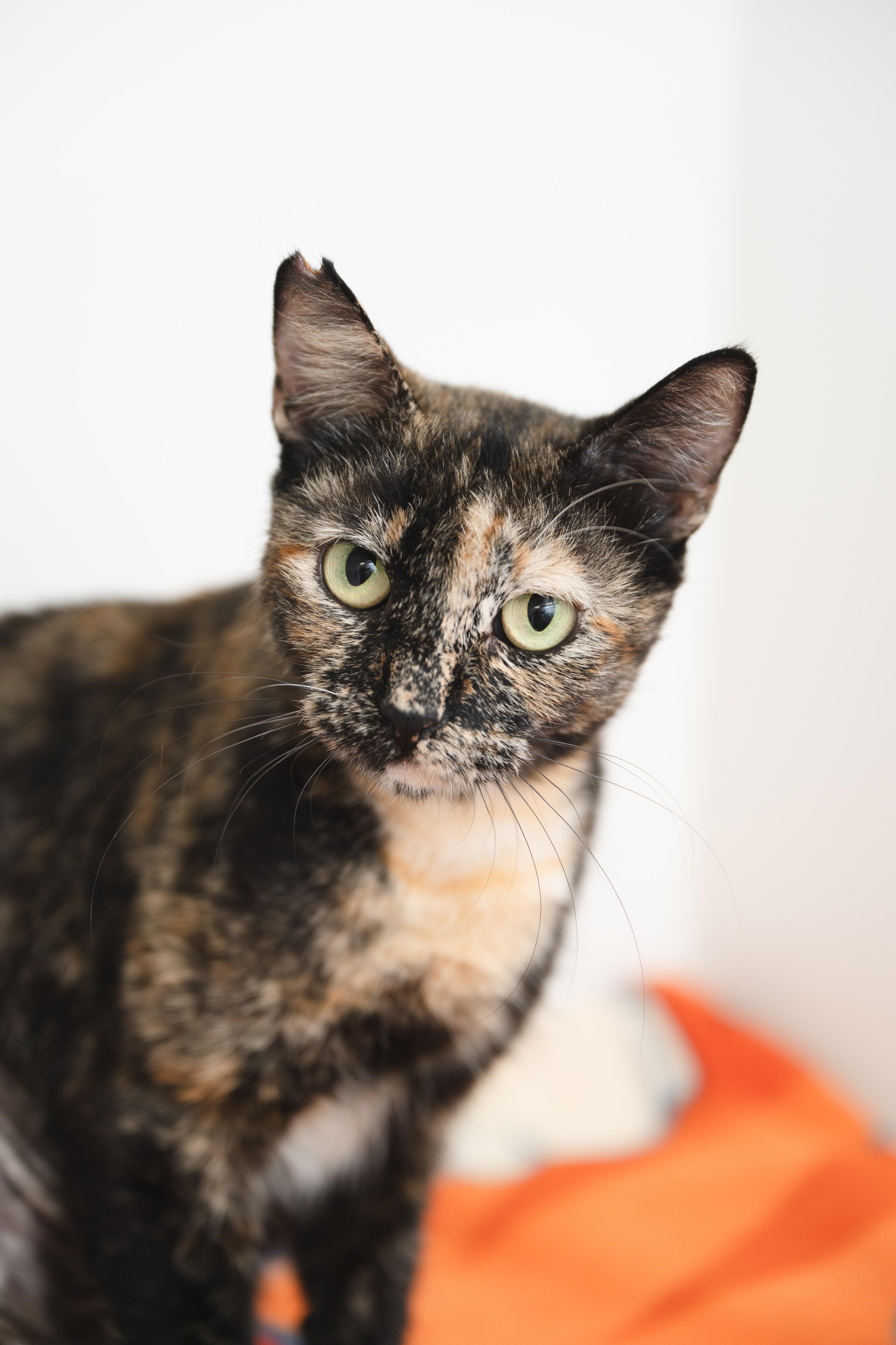 Autumn, a Adoptable Domestic Short Hair in Honolulu, HI image 2/6