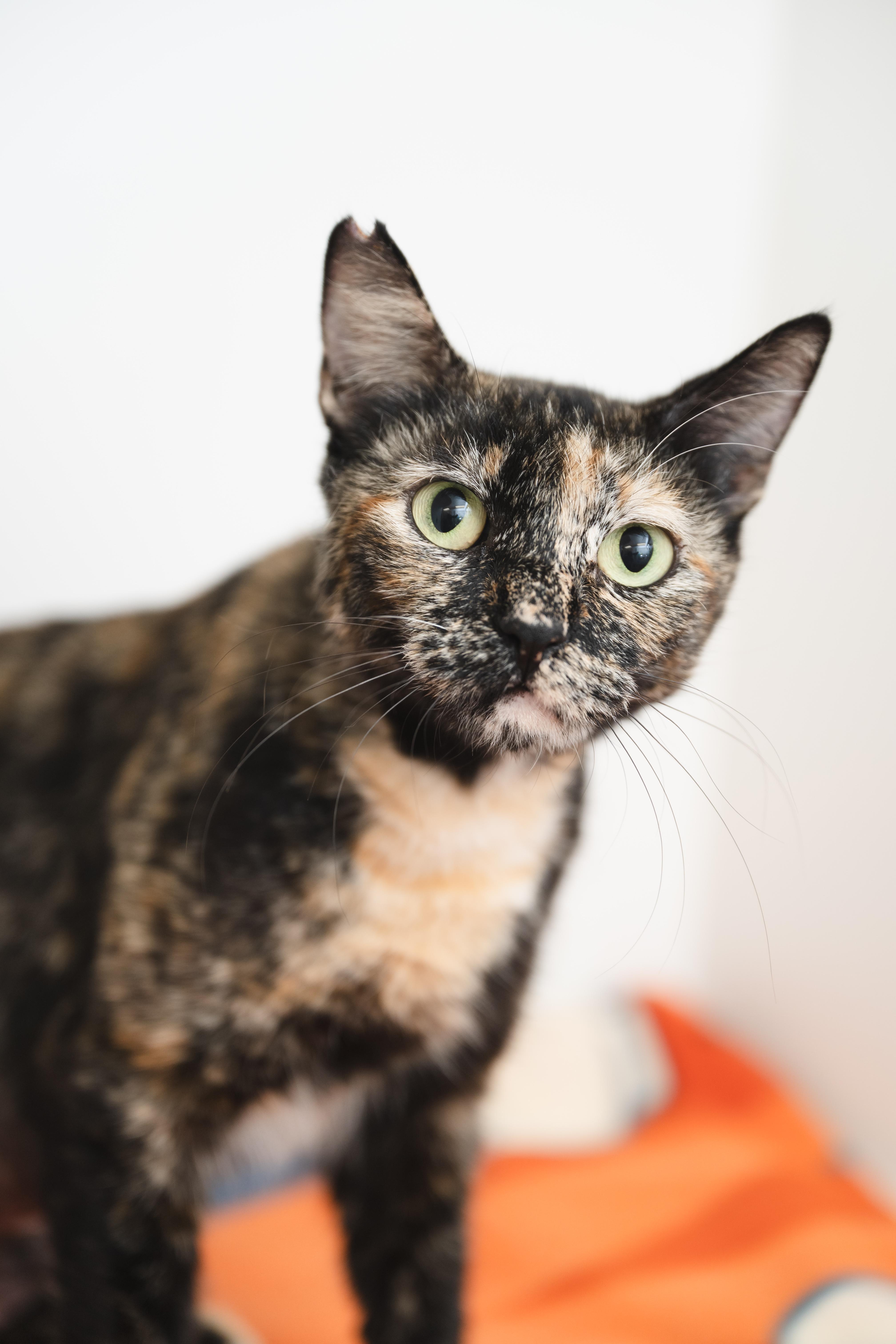 Autumn, a Adoptable Domestic Short Hair in Honolulu, HI image 3/6