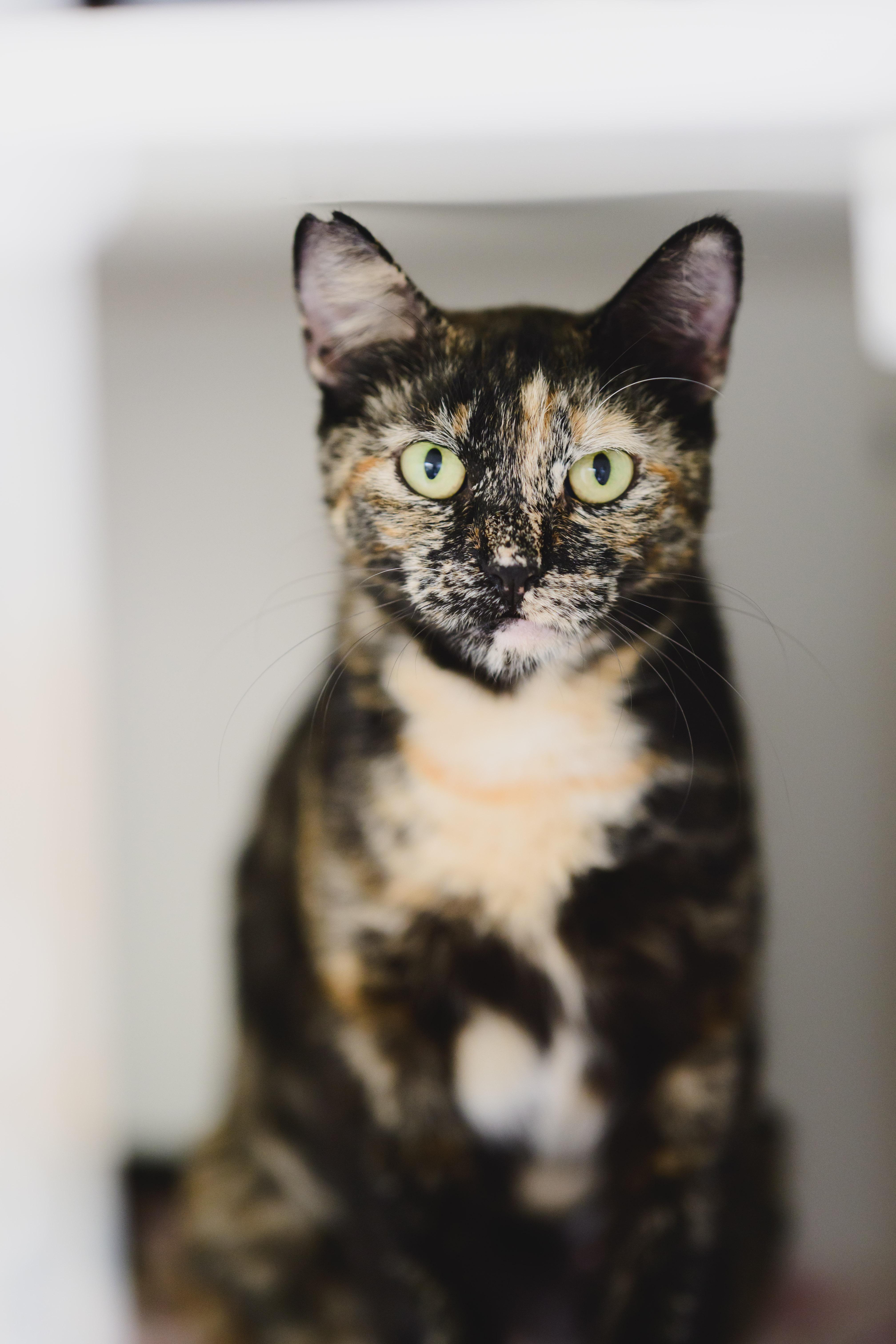 Autumn, a Adoptable Domestic Short Hair in Honolulu, HI image 4/6