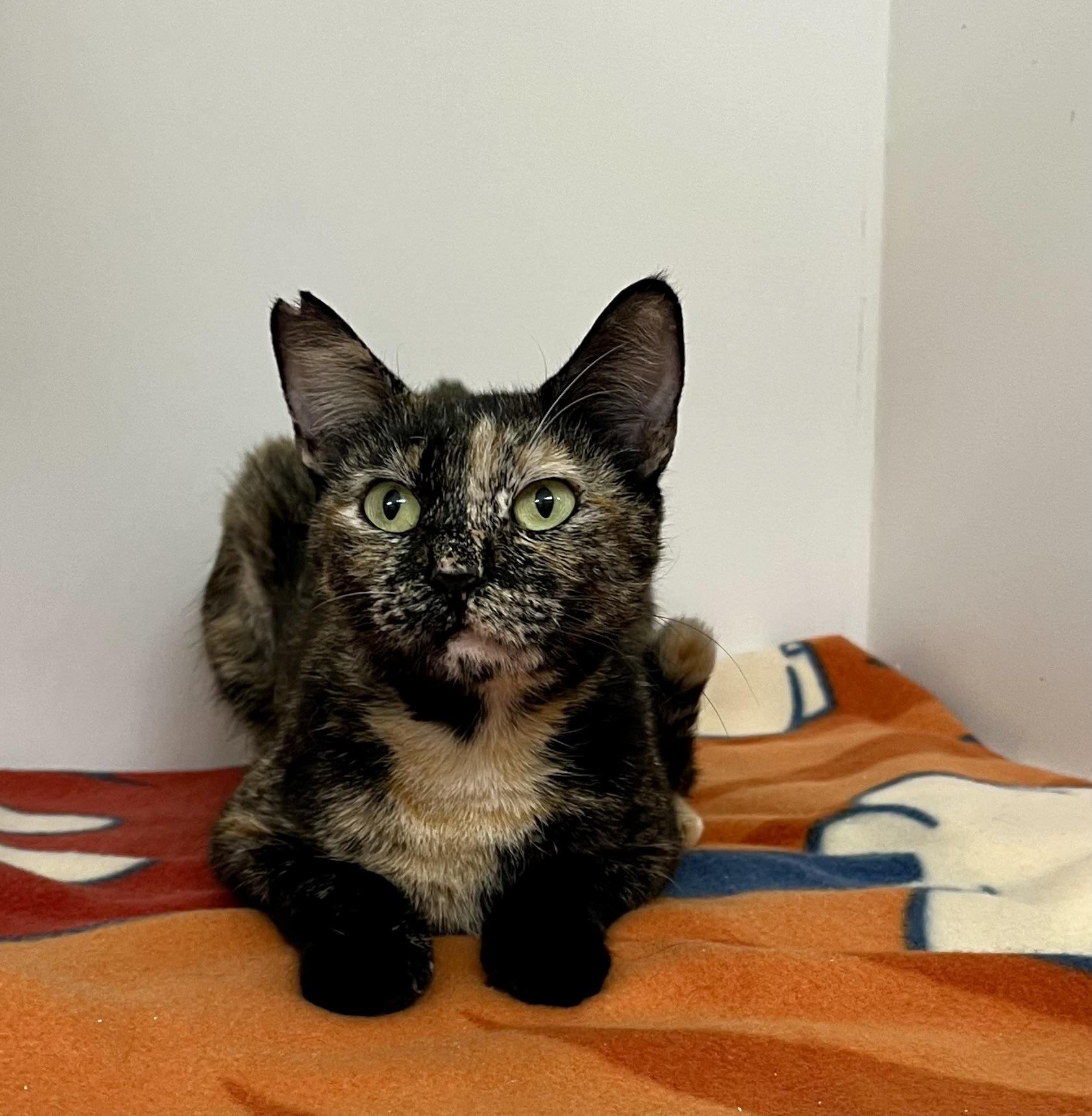 Autumn, a Adoptable Domestic Short Hair in Honolulu, HI image 5/6