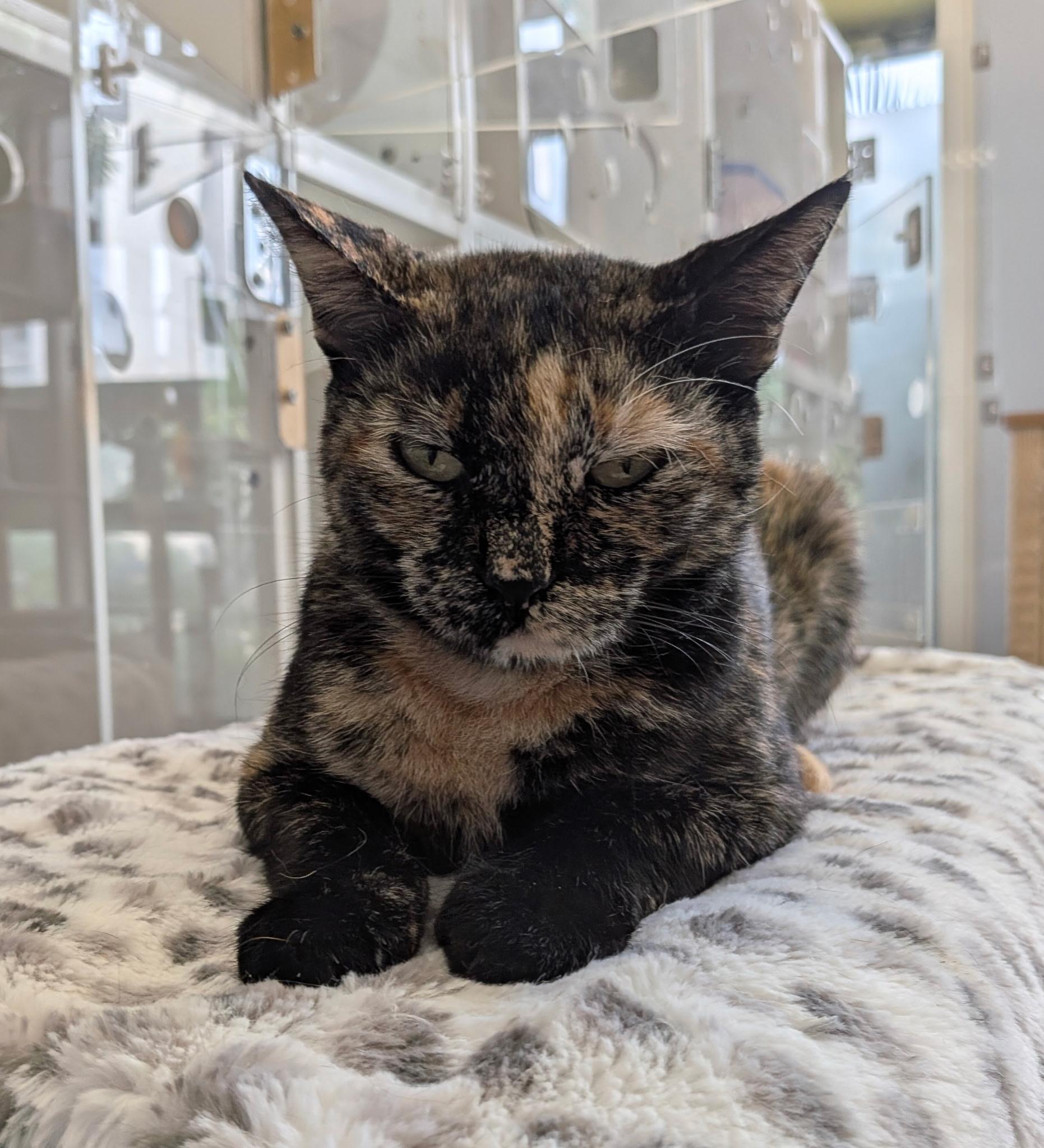 Autumn, a Adoptable Domestic Short Hair in Honolulu, HI image 6/6