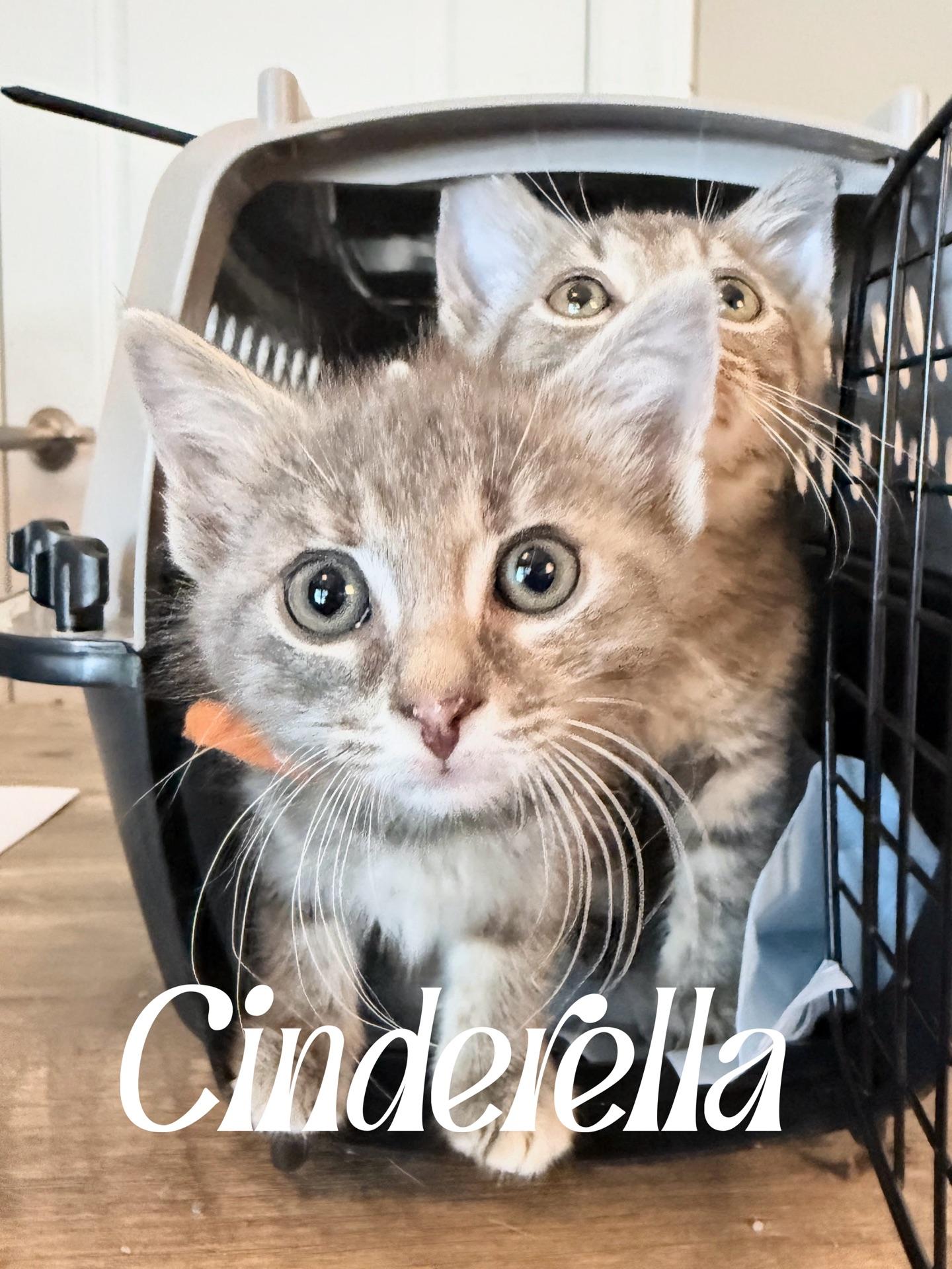 Cinderella, an adopted Domestic Short Hair in Murfreesboro, TN image 3/3