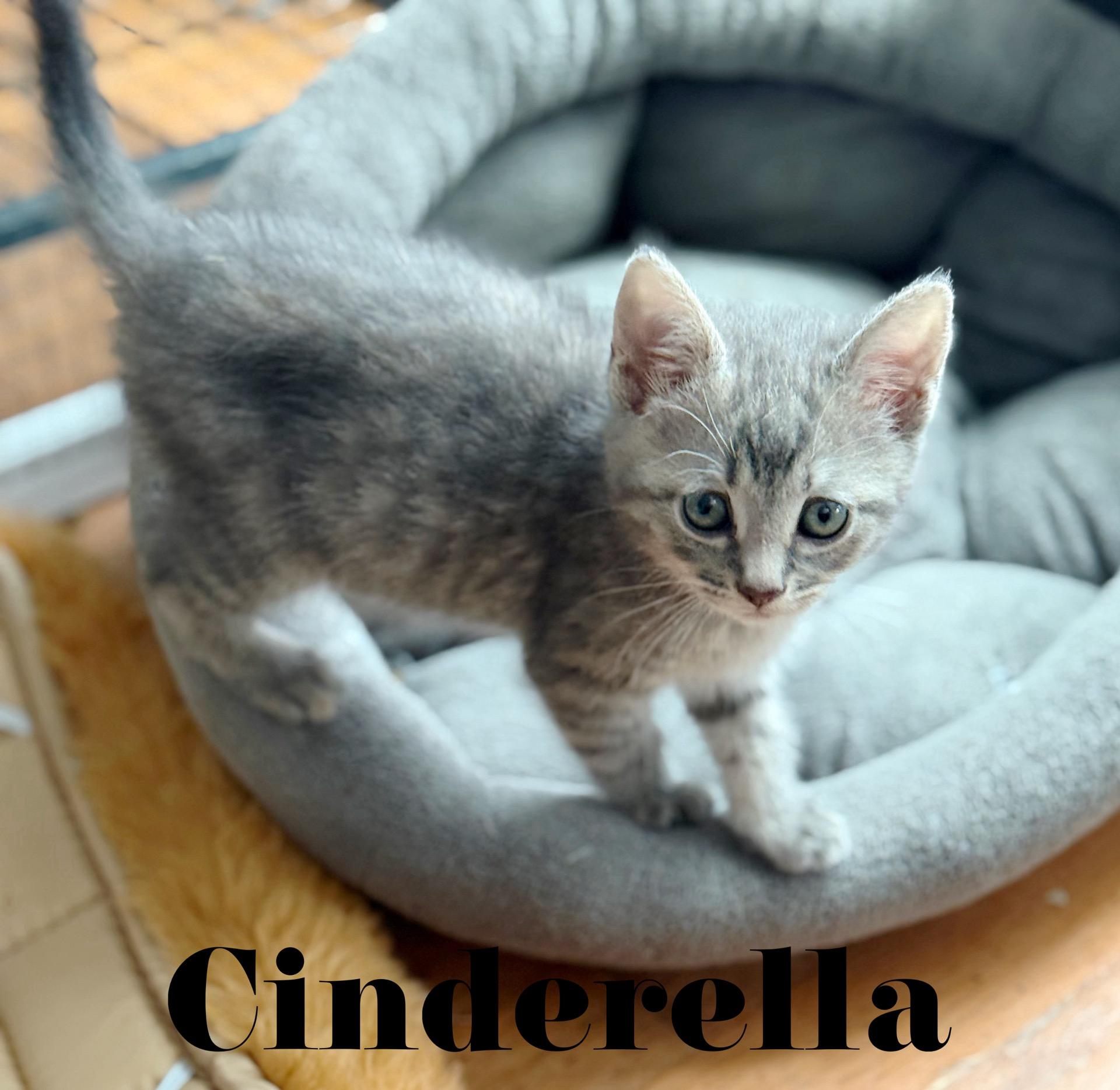 Cinderella, adopted, Kitten Female Domestic Short Hair.
