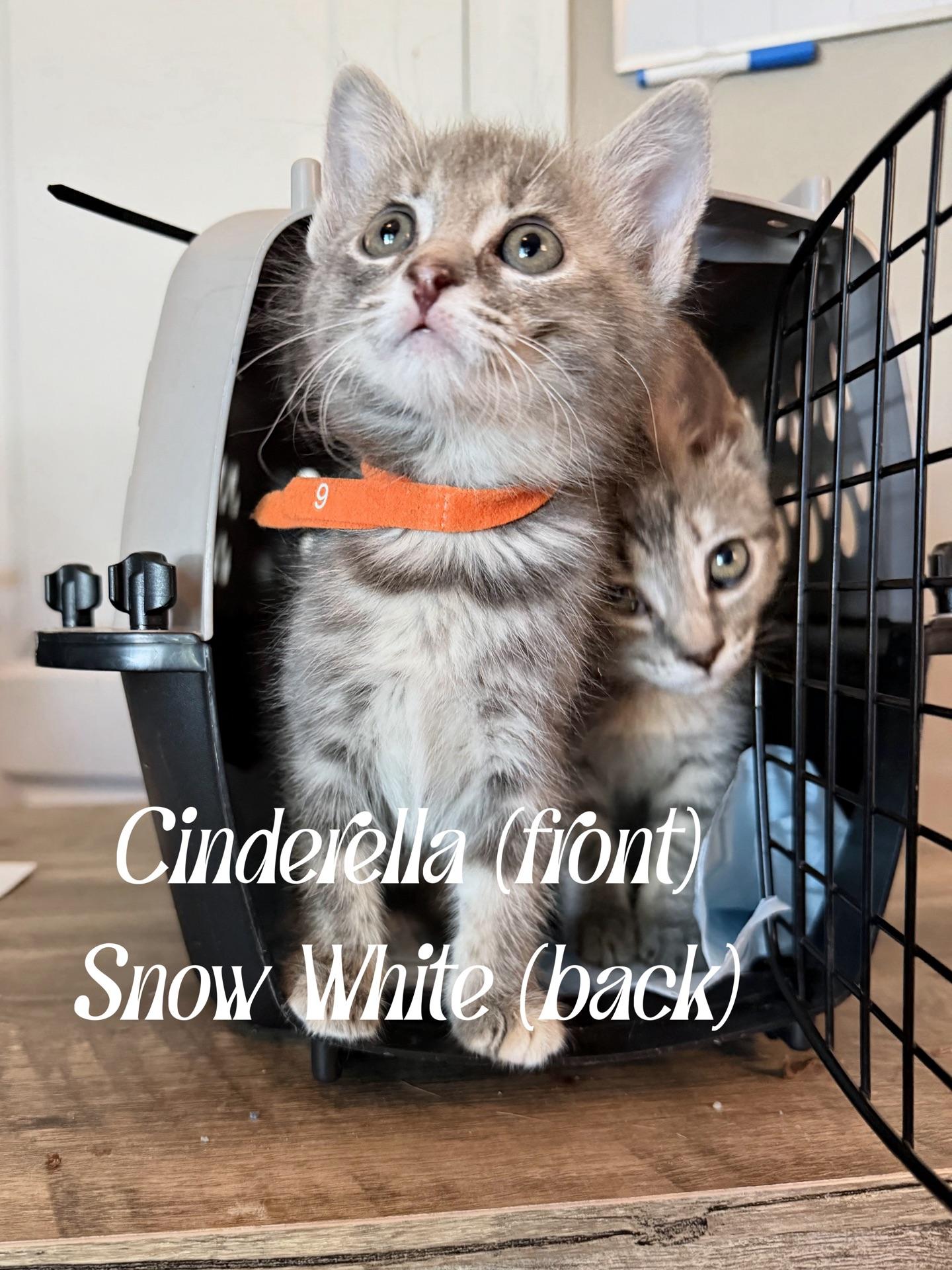 Cinderella, an adopted Domestic Short Hair in Murfreesboro, TN image 2/3